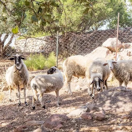 Assos Sivrice Deveboyun דירה Ayvacik (Canakkale)