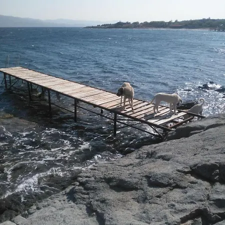 Assos Sivrice Deveboyun *